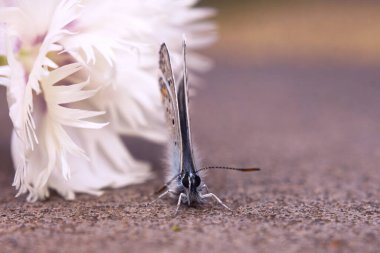 Kelebek, beyaz çiçeğin yanındaki yolda oturuyor..