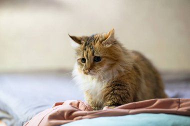 Ev ortamında büyük siyah gözleri olan oyuncu bir kedi..