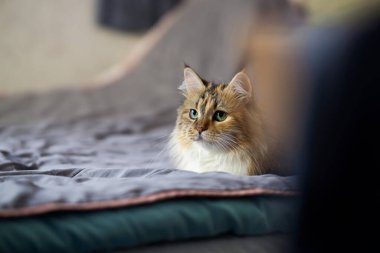 Güzel, rahat, üç renkli bir kedinin portresi..