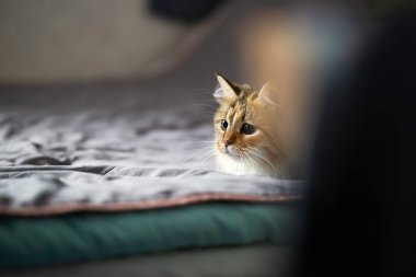 Ev ortamında büyük siyah gözleri olan oyuncu bir kedi..