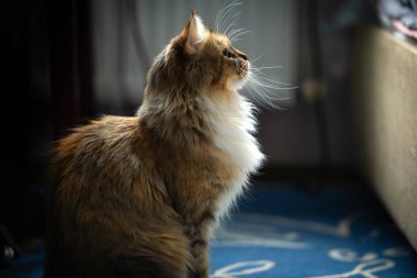 Tüylü, üç renkli bir kedi pencereden süzülen ışığa yaslanmış, bıyıkları önündeyken, profil portresi gibi..