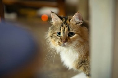 Üç renkli bir kedinin portresi. Büyük yeşil gözlü, ev ortamlı..