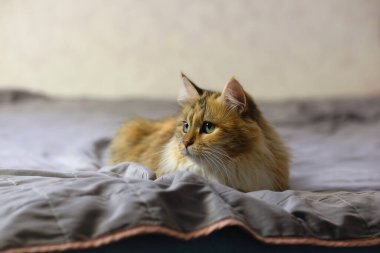 Güzel, rahat, üç renkli bir kedinin portresi..