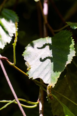 Yeşil bir yaprağın üzerindeki iki tırtılın sanat fotoğrafı..