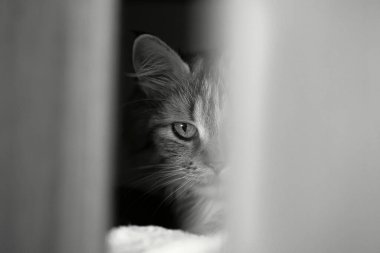 Yarım yüzlü bir kedinin siyah beyaz portresi..