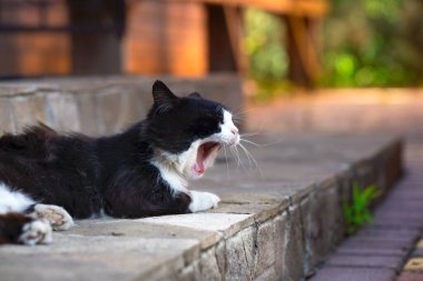 Esneyen kedi, gün batımında bahçede sıcak atmosferik fotoğraf..
