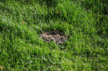 Kırsal alanda yeşil çimlerde inek gübresi. Doğal gübre kavramı..