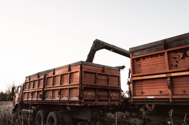 Hasat makinesinden ayçiçeği tohumlarını bir karavana boşaltıyorum. Alan koşullarında çalışan tarım makineleri.