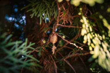 A praying mantis egg (cocoon) hidden in the crown of a tree.