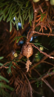 Bir ağacın tacına gizlenmiş peygamber devesi ootheca (yumurtalı koza).