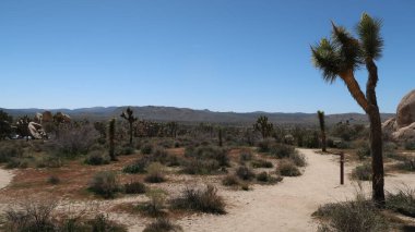 Joshua Tree Ulusal Parkı, Kaliforniya 'da yürüyüş
