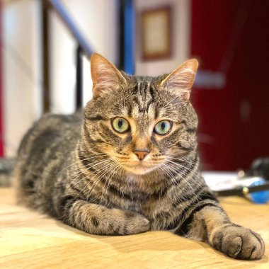 Cosu 'nun içinde gri bir Avrupalı kedi.