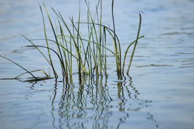Dalgalanan su yüzeyi, gölün ortasında bir grup su bitkisi..