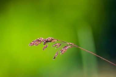 Yeşil arka planı ve renkli yaprakları olan eşsiz çayır çimenleri.
