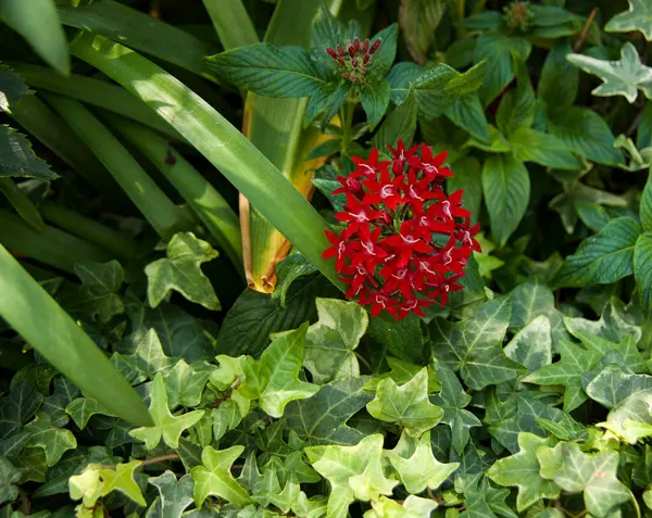 stock image Beautiful red flower in a background of green leaves seen at Singapore Botanical Gardens in 2024. High quality photo