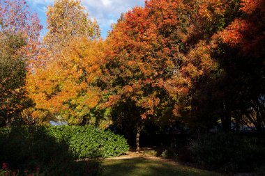 Autumnal colours on the trees at the Picton Botanical Gardens in NSW . High quality photo clipart