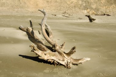 Hampden Sahili 'nde bir ağaç dalı şeklinde yüzen. Dal uzun zamandır okyanusta olmaktan yıpranmış. Yüksek kalite fotoğraf