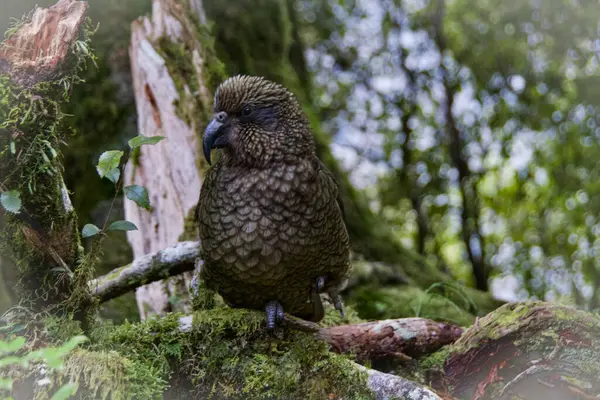 stock image These Keas, native to the area, are very intelligent parrot native to New Zealand. They are quite a large bird and not afraid of humans and have been known to damage cars if left unattended.