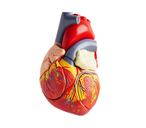 Kırpma yolu ile beyaz arka planda izole edilmiş insan kalbi modeli, kardiyovasküler hastalık CVD.
