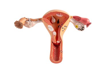 Model of the human uterus isolated on white background with clipping path, Cardiovascular disease CVD. clipart