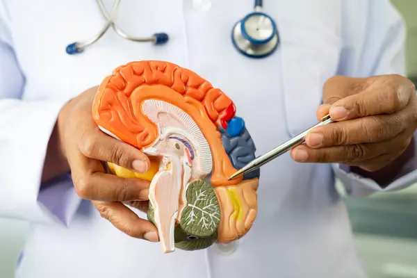 Asyalı doktor, Alzheimer hastalığı teşhisi ve tedavisi için beyin anatomisi modeli tutuyor..