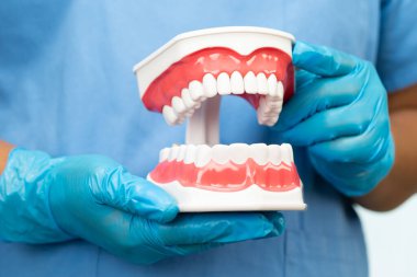 Diş hekimi hastanede çalışmak ve tedavi etmek için diş modelini tutuyor..