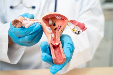 Rahim, hastanede teşhis ve tedavi için anatomi modeli olan bir doktor..