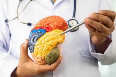 Asyalı doktor, Alzheimer hastalığı teşhisi ve tedavisi için beyin anatomisi modeli tutuyor..