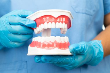 Diş hekimi hastanede çalışmak ve tedavi etmek için diş modelini tutuyor..