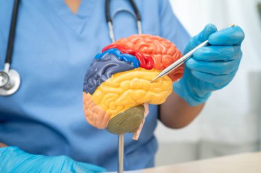 Asyalı doktor, Alzheimer hastalığı teşhisi ve tedavisi için beyin anatomisi modeli tutuyor..