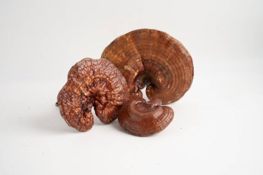 Kurutulmuş shiitake mantarı, organik doğa sağlıklı yiyecekler..