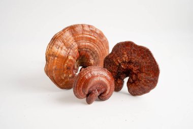 Kurutulmuş shiitake mantarı, organik doğa sağlıklı yiyecekler..