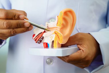 Asyalı doktor hastada işitme kaybını öğrenmek ve tedavi etmek için insan kulağı modeli tutuyor..