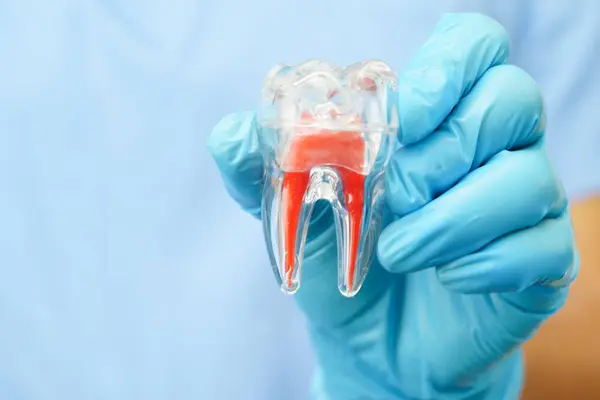 Diş implantı, çeneye yapay diş kökleri, diş tedavisinin kök kanalı, diş eti hastalığı, diş hekimliği üzerine çalışan dişçi modeli.