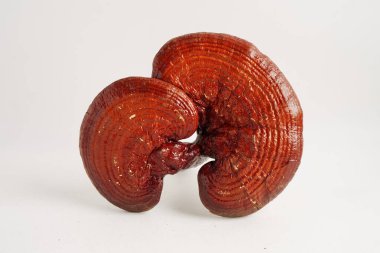 Kurutulmuş shiitake mantarı, organik doğa sağlıklı yiyecekler..