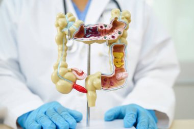 Bağırsak, hastanede teşhis ve tedavi için insan anatomisi modeli tutan doktor..