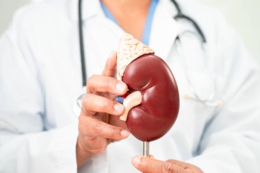 Kronik böbrek hastalığı, idrar sistemi, üroloji, tahmini küresel filtreleme oranı eGFR.