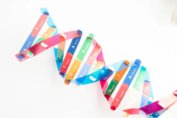 Beyaz zemin, kromozom ve gen kimya biyolojisi üzerinde izole edilmiş DNA molekülü spiral yapı modeli.