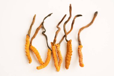 Cordyceps sinensis ya da Ophiocordyceps sinensis beyaz arka planda izole edilmiş, mantar bitkisi tedavisi.