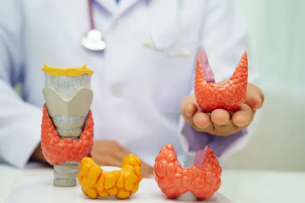 Hipertiroidizm, aşırı aktif tiroid, tiroid lenfoma, tiroid bezi olan Asyalı doktor, hastanede insan anatomisi modeli..