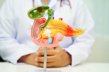 Pankreas iltihabı, pankreas hastası Asyalı doktor, safra kesesi ve safra kesesi insan anatomisi modeli..