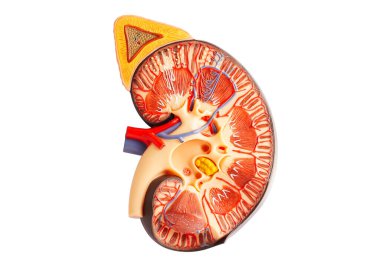 Kidney model isolated on white background with clipping path. Chronic kidney disease, treatment urinary system, urology, Estimated glomerular filtration rate eGFR. clipart