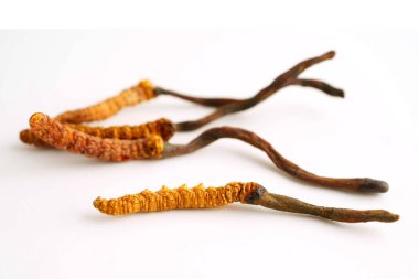 Cordyceps sinensis ya da Ophiocordyceps sinensis beyaz arka planda izole edilmiş, mantar bitkisi tedavisi.