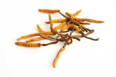 Cordyceps sinensis ya da Ophiocordyceps sinensis beyaz arka planda izole edilmiş, mantar bitkisi tedavisi.