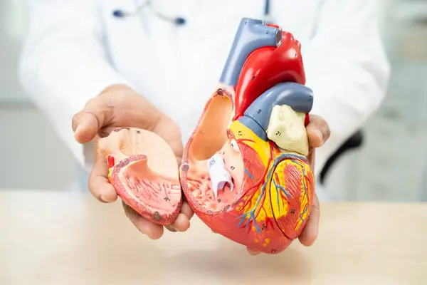 Kardiyovasküler hastalık CVD, hastanede tedavi gören hasta için kalp insan modeli anatomisi olan doktor.