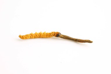 Cordyceps sinensis ya da Ophiocordyceps sinensis beyaz arka planda izole edilmiş, mantar bitkisi tedavisi.