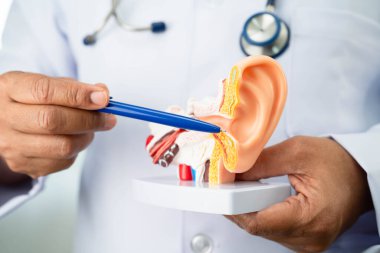 Asyalı doktor hastada işitme kaybını öğrenmek ve tedavi etmek için insan kulağı modeli tutuyor..