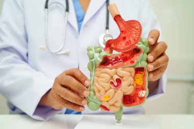 Midesi ve bağırsağı olan sindirim sistemi, Asyalı doktor hastanede teşhis ve tedavi için insan anatomisi modeli tutuyor..