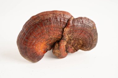 Lingzhi ya da kapsüllü Reishi mantarı, organik ve sağlıklı yiyecekler..