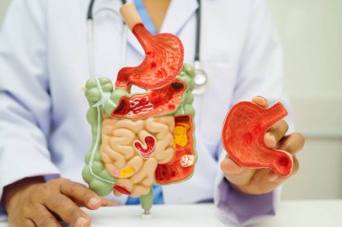 Midesi ve bağırsağı olan sindirim sistemi, Asyalı doktor hastanede teşhis ve tedavi için insan anatomisi modeli tutuyor..